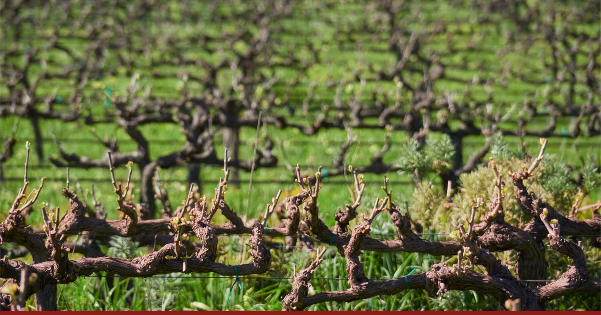 Old grapevines budding in spring in a Cape Winelands vineyard near Stellenbosch, South Africa