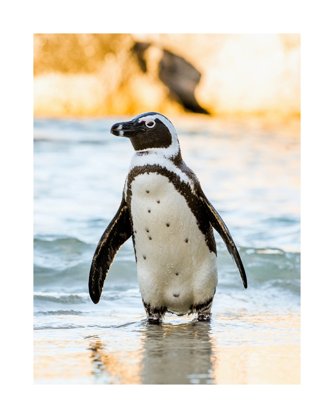 Don Penguin Chenin Blanc 2026